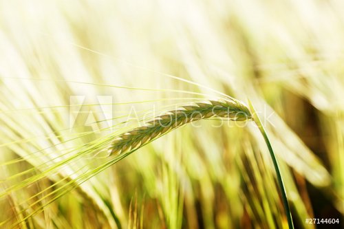 wheat and sunny day