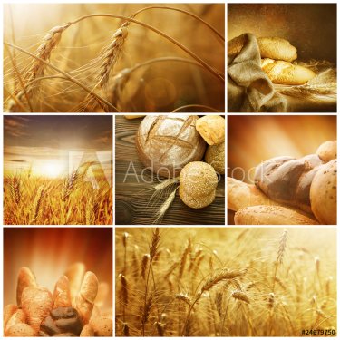 Wheat Collage.Harvest concepts