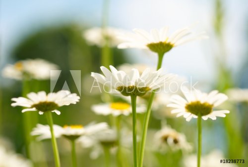 White and yellow daisies. - 900673776