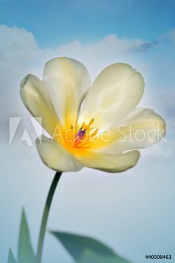 white and  yellow tulip