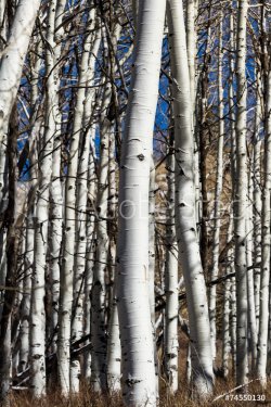 white bark trees - 901149305