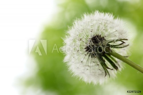 White dandelion on a green background - 901138092