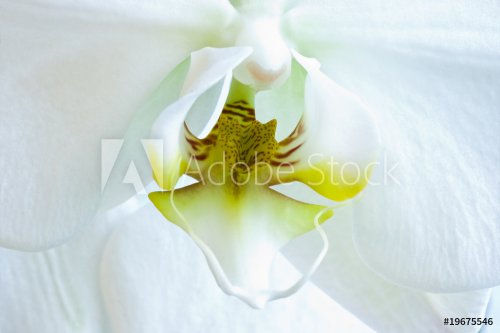 White flower of Phalaenopsis or Moth Orchid - 901141082