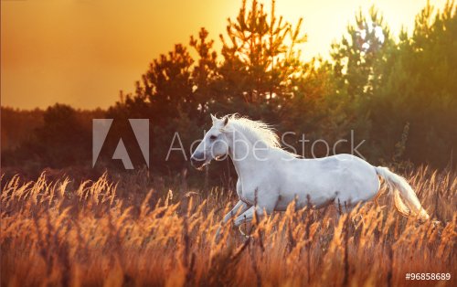 white horse run