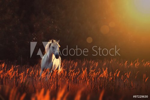 white horse run forward - 901149880