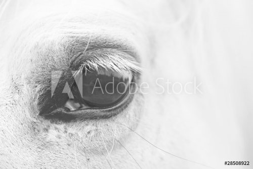 White horse's black and white art portrait - 901144361