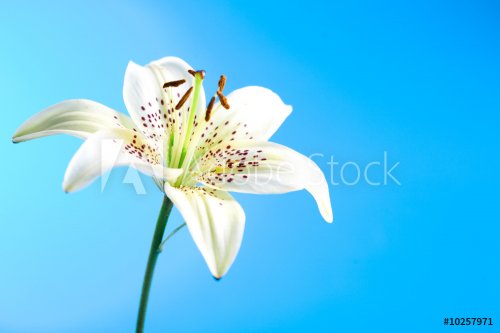white lily flower over blue background