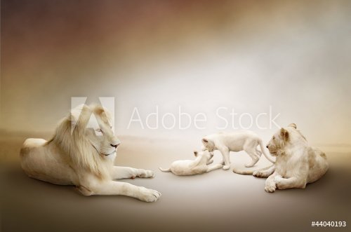 White lion family - 900567652