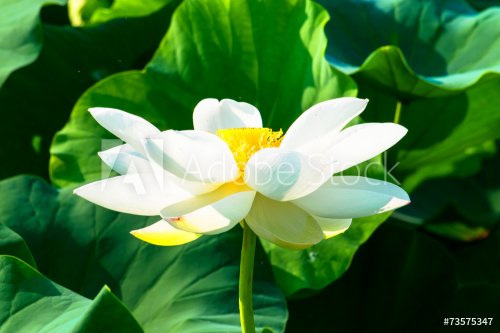 White lotus flower - 901143382