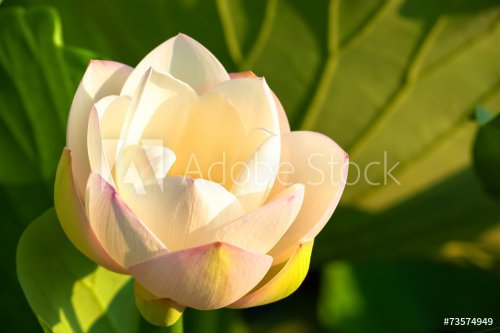 White lotus flower - 901143383