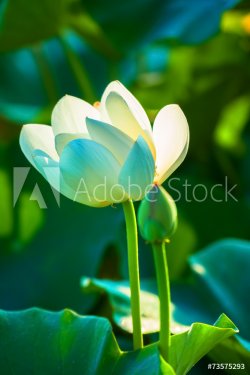 White lotus flower - 901143385