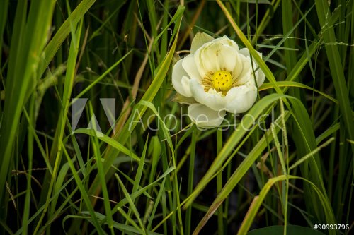 White lotus flowers with green leaves background in the lake - 901145633