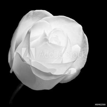 White rose - 901147251
