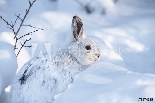 White Snowshoe Hare in Winter