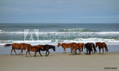 Wild beach horses - 901154343