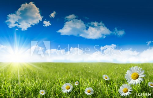 Wild daisies in the grass with a blue sky - 900034271