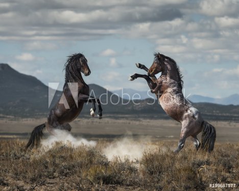 Wild Horse Fight 