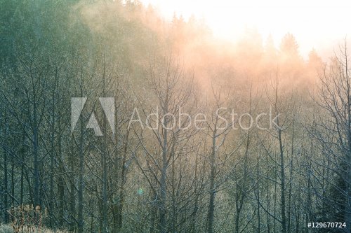 Winter forest - 901148811