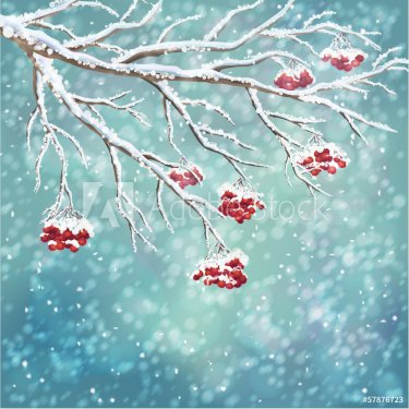 Winter snow-covered rowanberry branch background