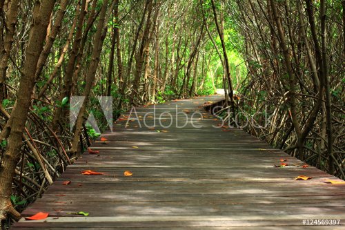 wooden bridge in forest - 901147960