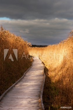 Wooden pathway in reeds - 901138280
