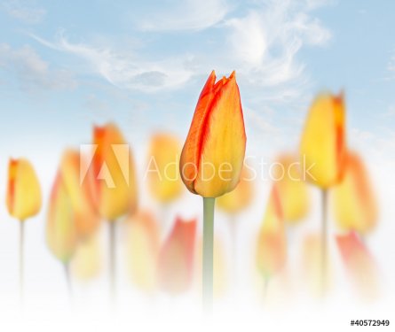 Yellow and red tulip