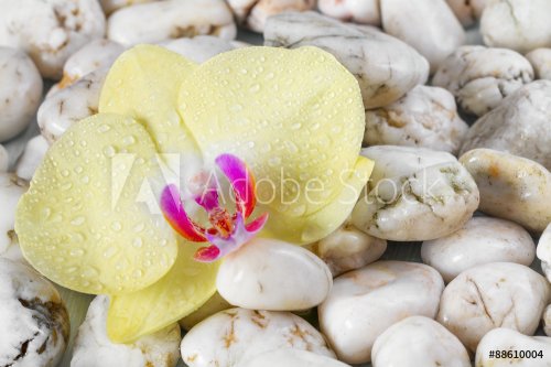 Yellow orchid on pebbles background.