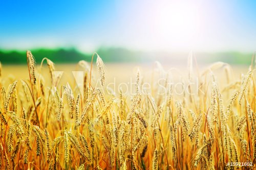 Yellow wheat field - 901139432