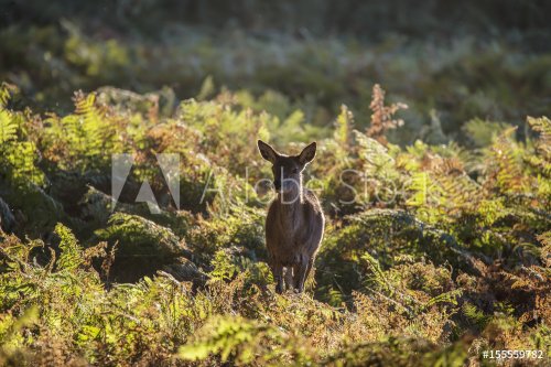 Young hind doe red deer in Autumn Fall forest landscape image - 901151387