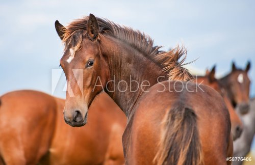Young horse looking back - 901151501
