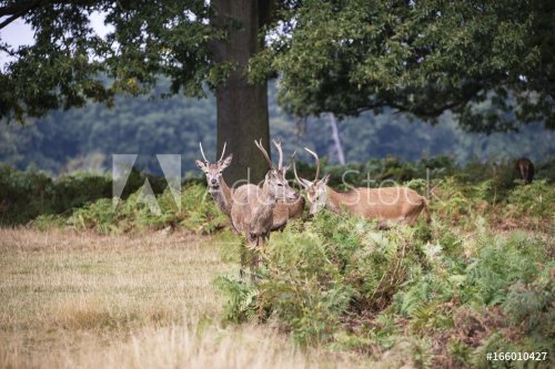 Young red deer stags cervus elaphus in forest landscape during rutting season in Autumn Fall