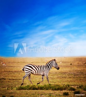 Zebra on African savanna. Safari in Serengeti