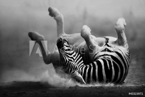 Zebra rolling in the dust - 901153377