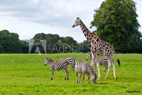 Zebras and giraffe in the wildlife park - 900338276