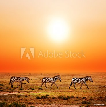 Zebras herd on African savanna at sunset. Safari in Serengeti - 901139421