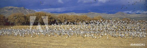 A panoramic of thousands of migrating snow geese and Sandhill cranes taking flight over the Bosque del Apache National Wildlife Refuge, near San Antonio and Socorro, New Mexico