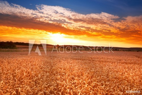 A photo of a field of wheat at sunset - 900444495