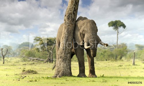 African elephants - 901141852
