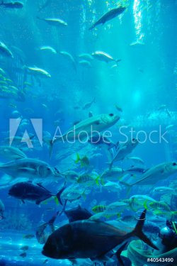 aquarium with fishes and reef