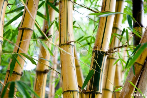 bamboo forest - 900104815