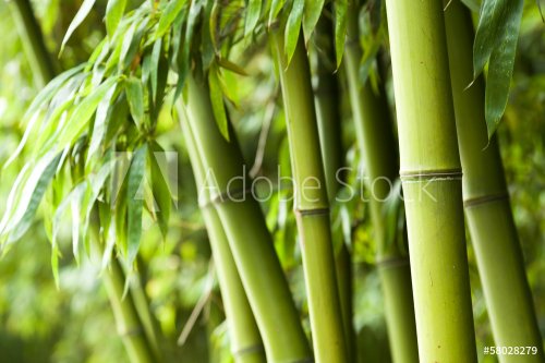 Bamboo forest background - 901140850