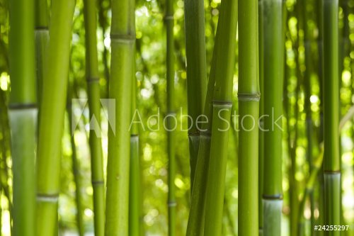 Bambus Bamboo 06