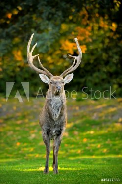 Beautiful image of red deer - 901145351