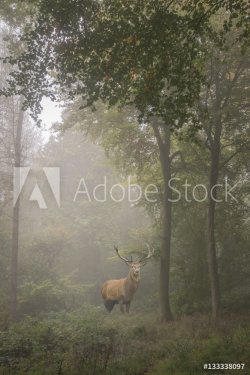 Beautiful image of red deer stag in foggy Autumn colorful forest - 901151378