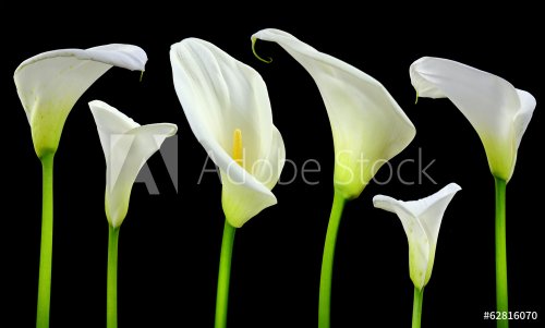 Beautiful white Calla lilies on black background - 901142016