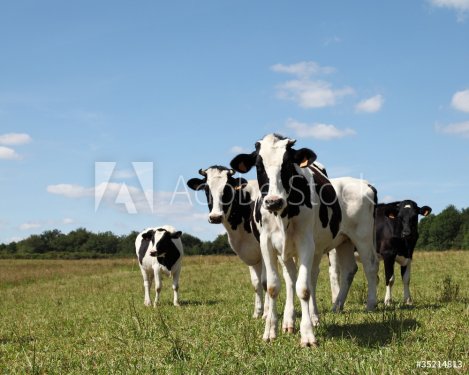 Black And White Dairy Cows Heifers
