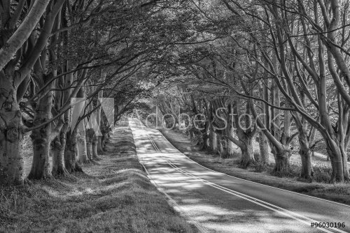 Black and white landscape image of road leading through Autumn F - 901152932