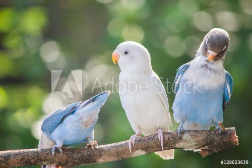 Blue and white lovebirds standing on the tree in garden on blurred bokeh background