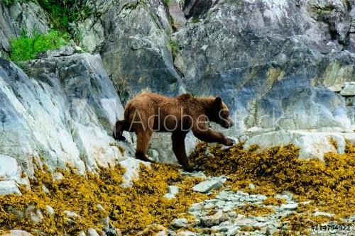 Brown Bear foraging for food on the shore line