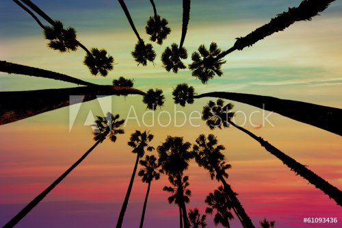 California Palm trees view from below in Santa Barbara - 901141284